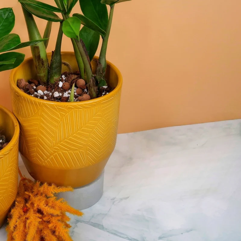 ZAMIOCULCAS ZAMIIFOLIA