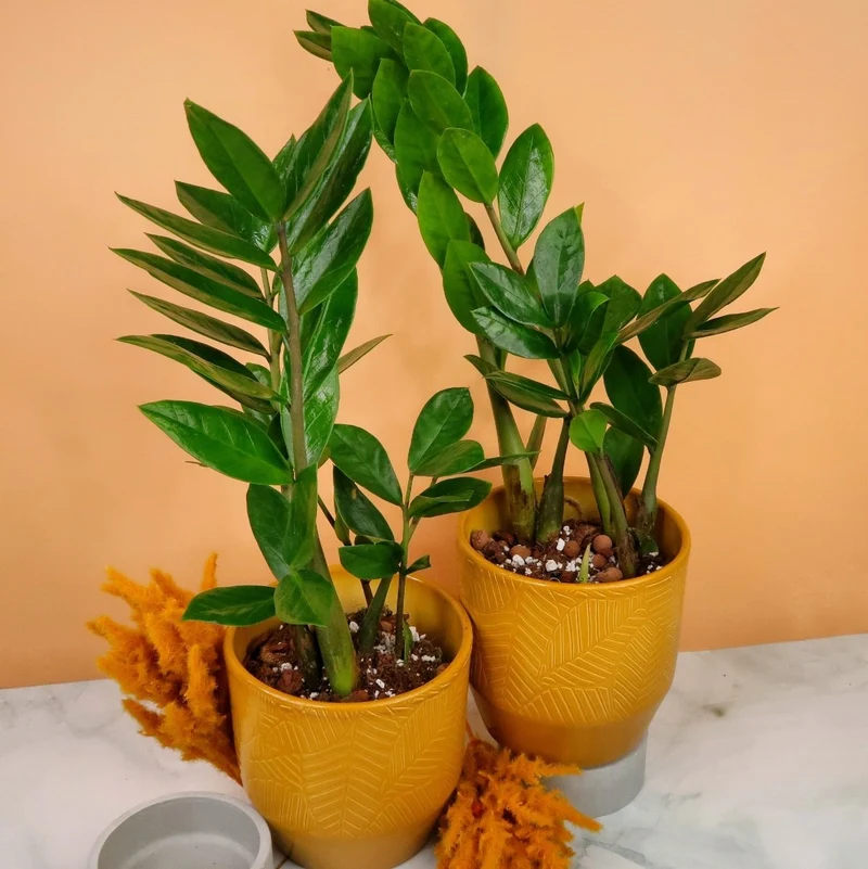 ZAMIOCULCAS ZAMIIFOLIA