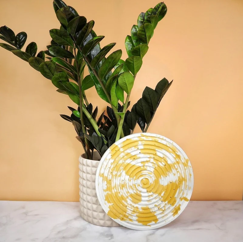 ZAMIOCULCAS BLACK RAVEN