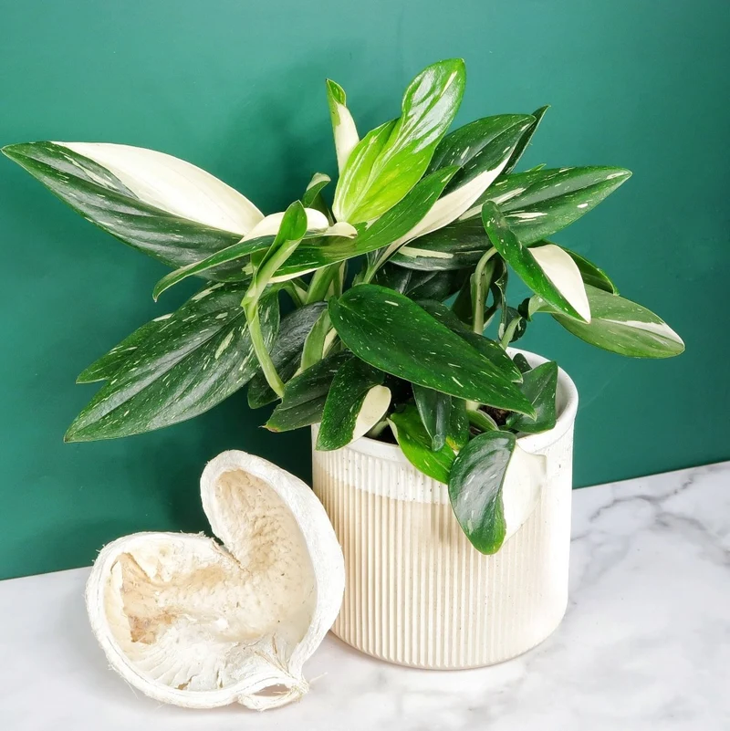 MONSTERA STANDLEYANA VARIEGATA