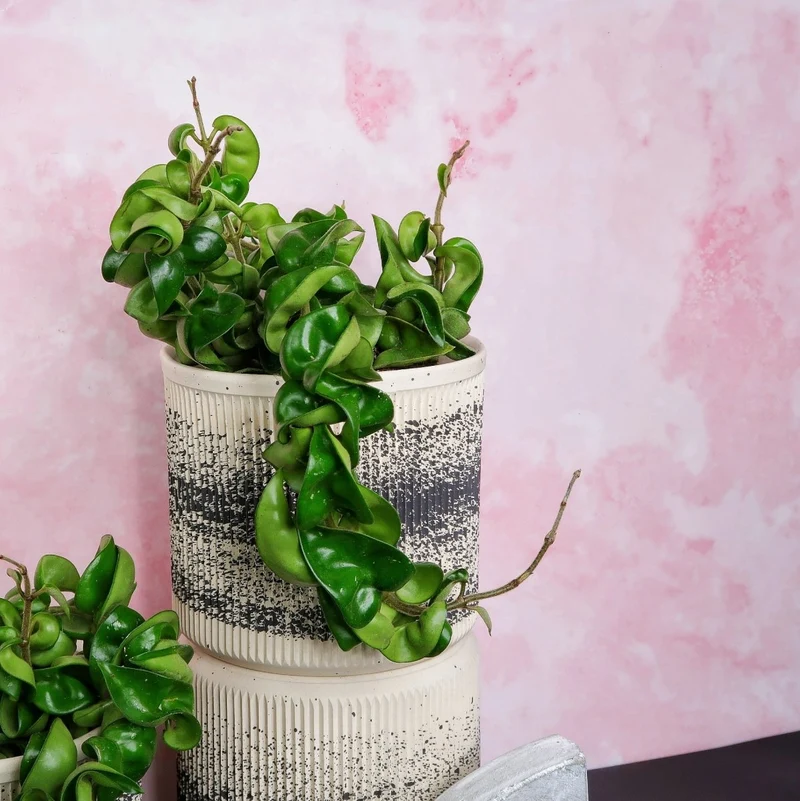 HOYA CARNOSA COMPACTA