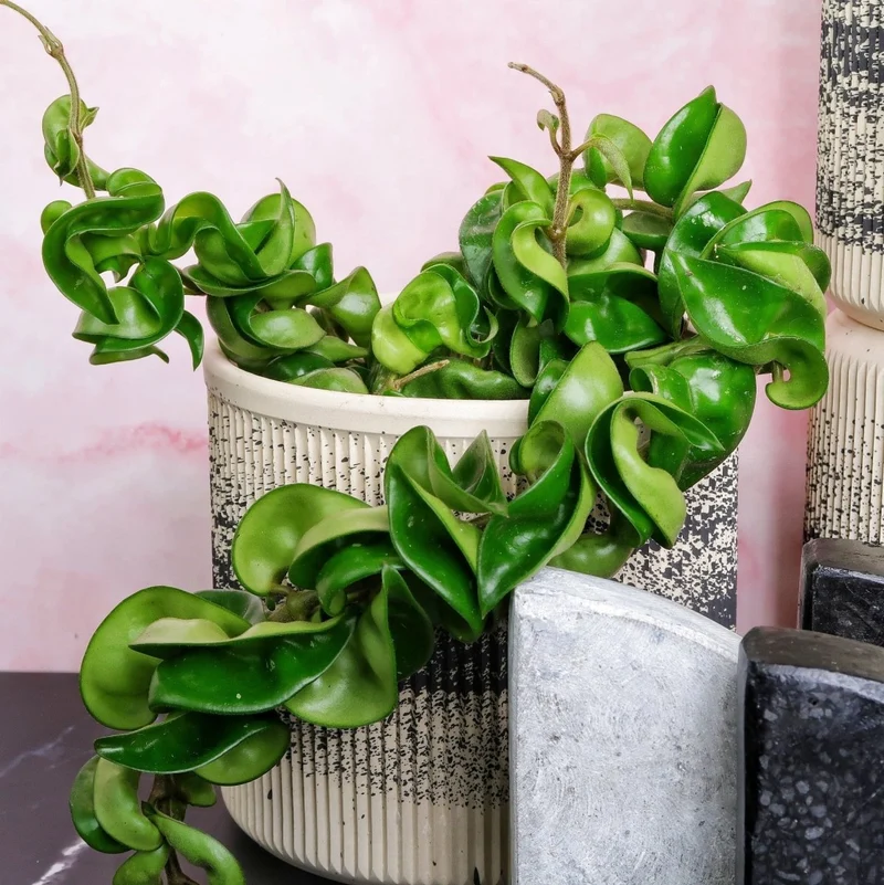 HOYA CARNOSA COMPACTA