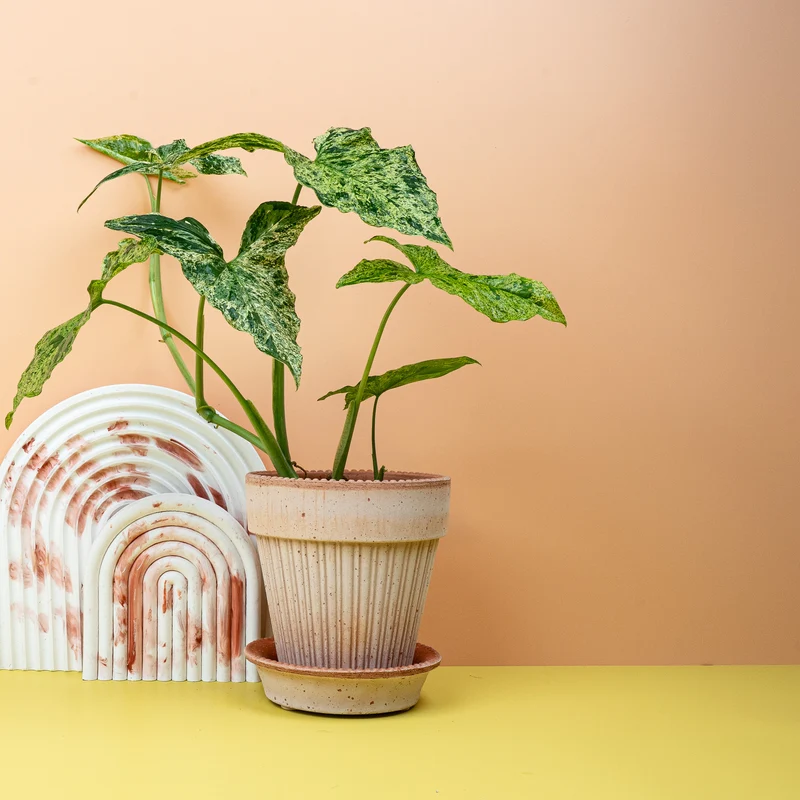 SYNGONIUM MOTTLED