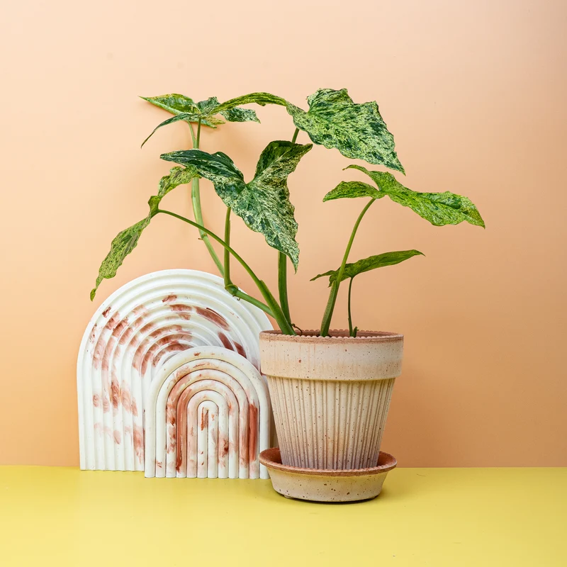 SYNGONIUM MOTTLED