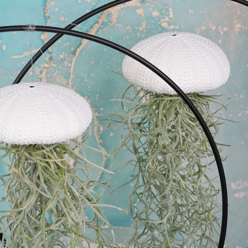 TILLANDSIA USNEOIDES - WHITE
