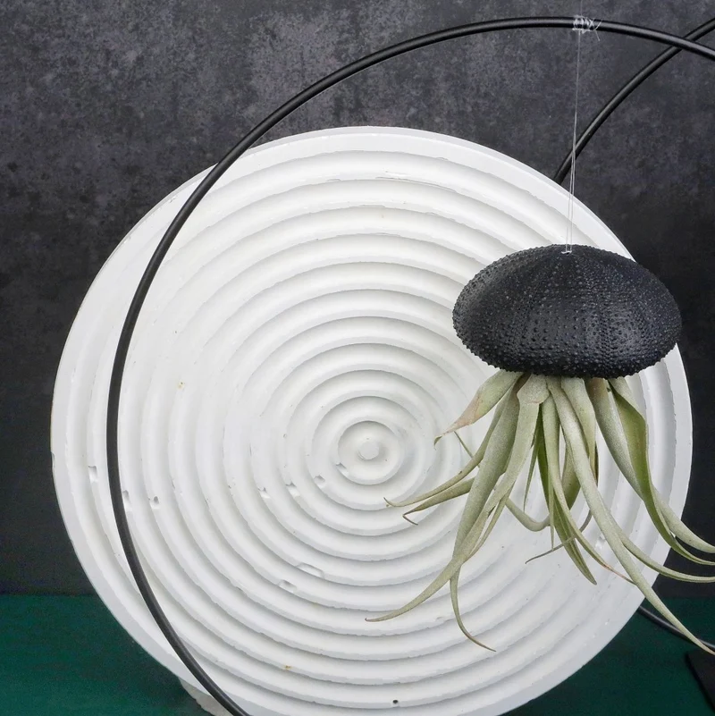 TILLANDSIA CAPITATA - BLACK
