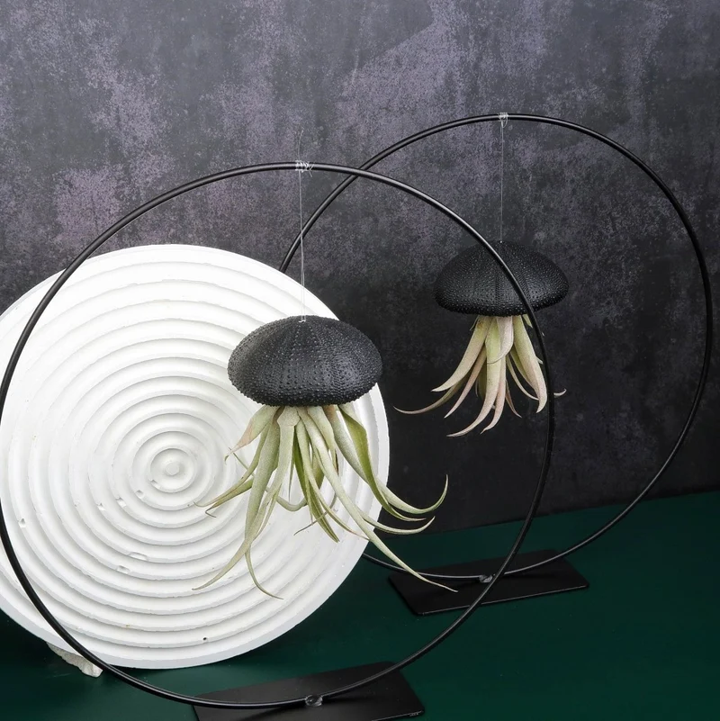 TILLANDSIA CAPITATA - BLACK