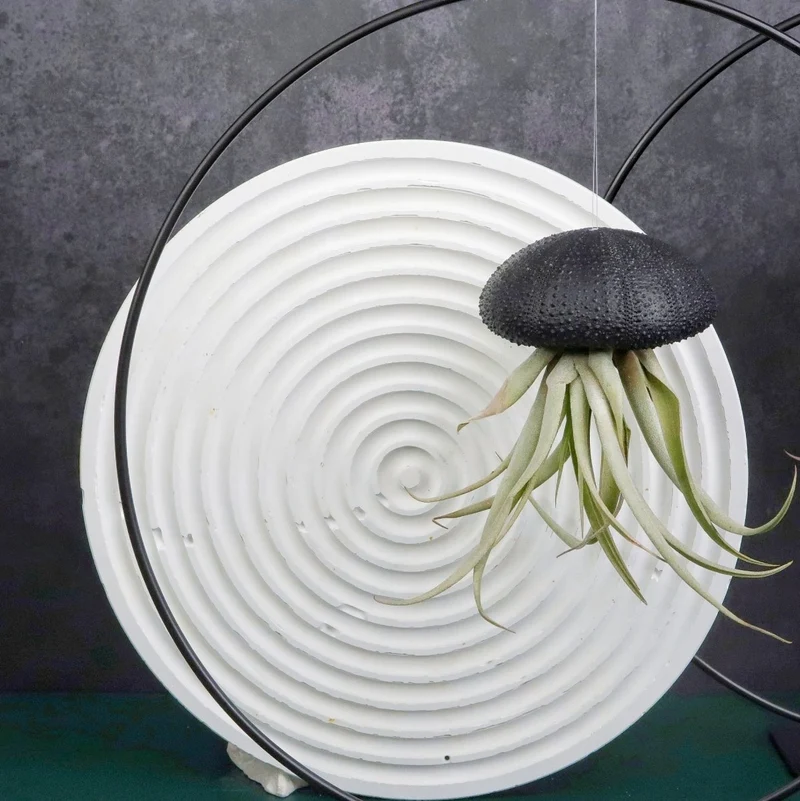 TILLANDSIA CAPITATA - BLACK