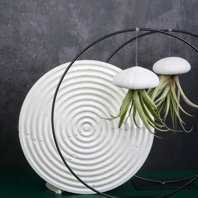 TILLANDSIA CAPITATA - WHITE