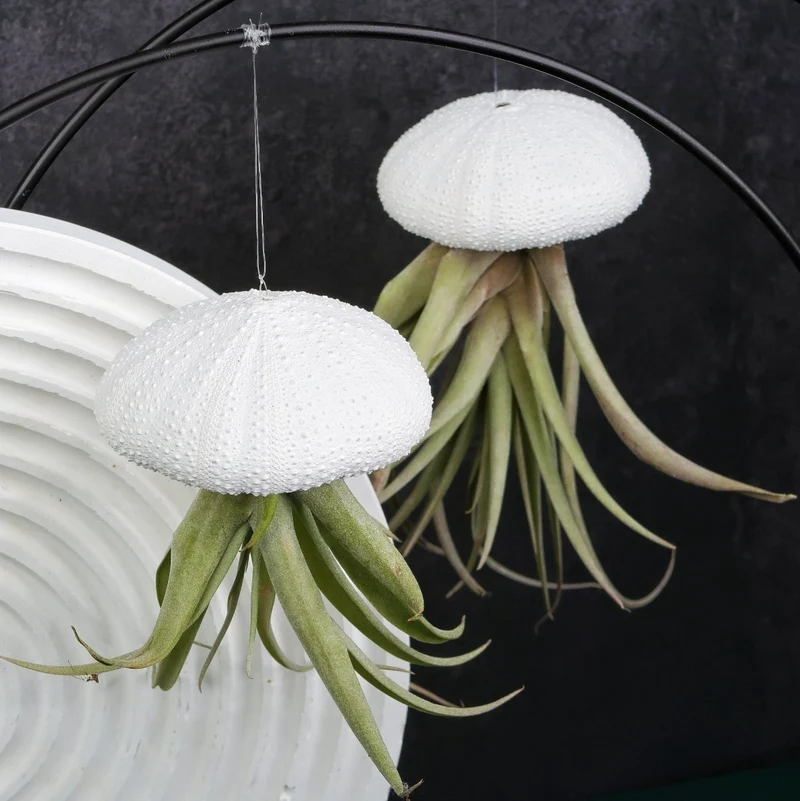 TILLANDSIA CAPITATA - WHITE