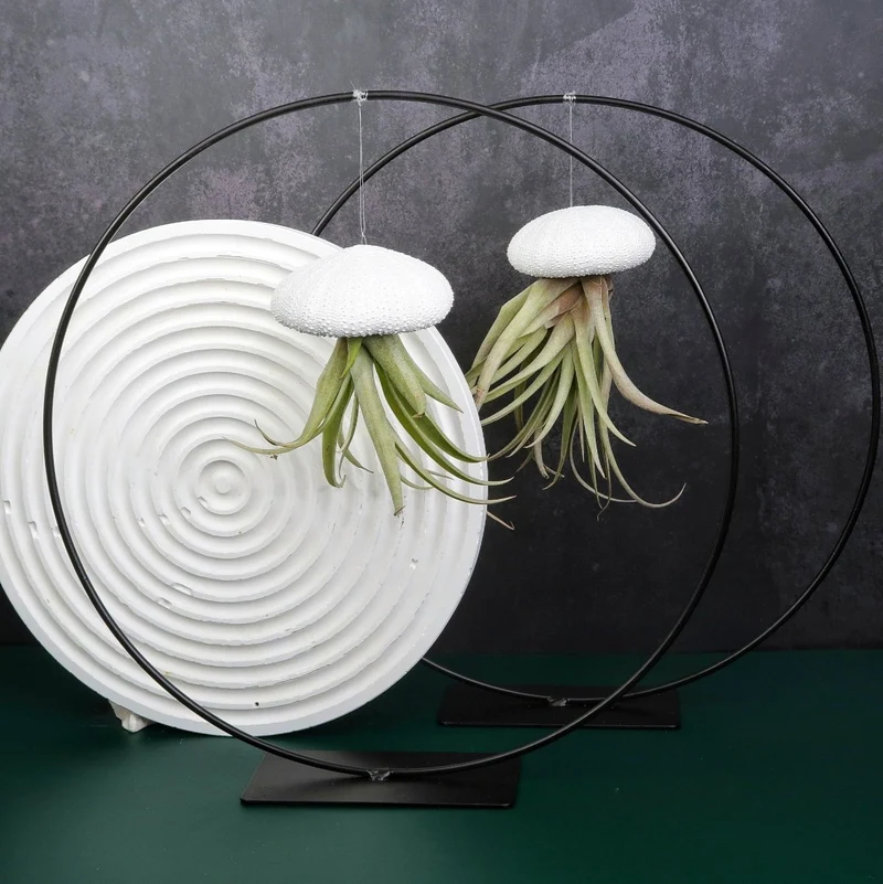 TILLANDSIA CAPITATA - WHITE