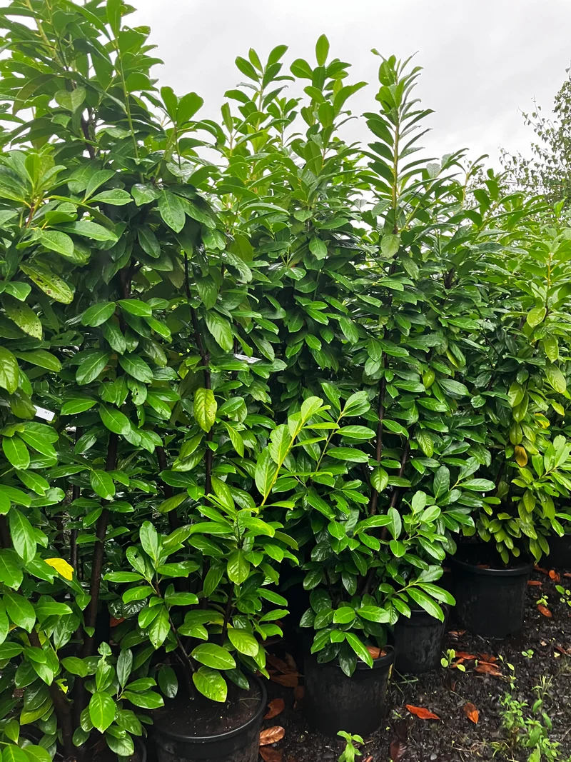 Lorbeerkirsche 'Novita' / Prunus laurocerasus 'Novita'