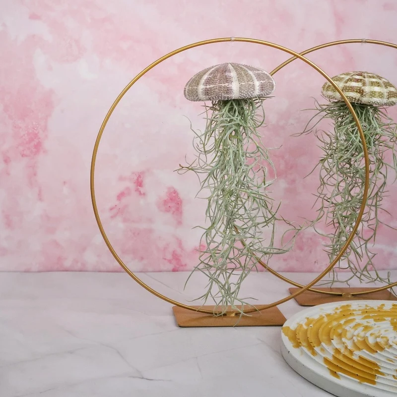 TILLANDSIA USNEOIDES - NATUR