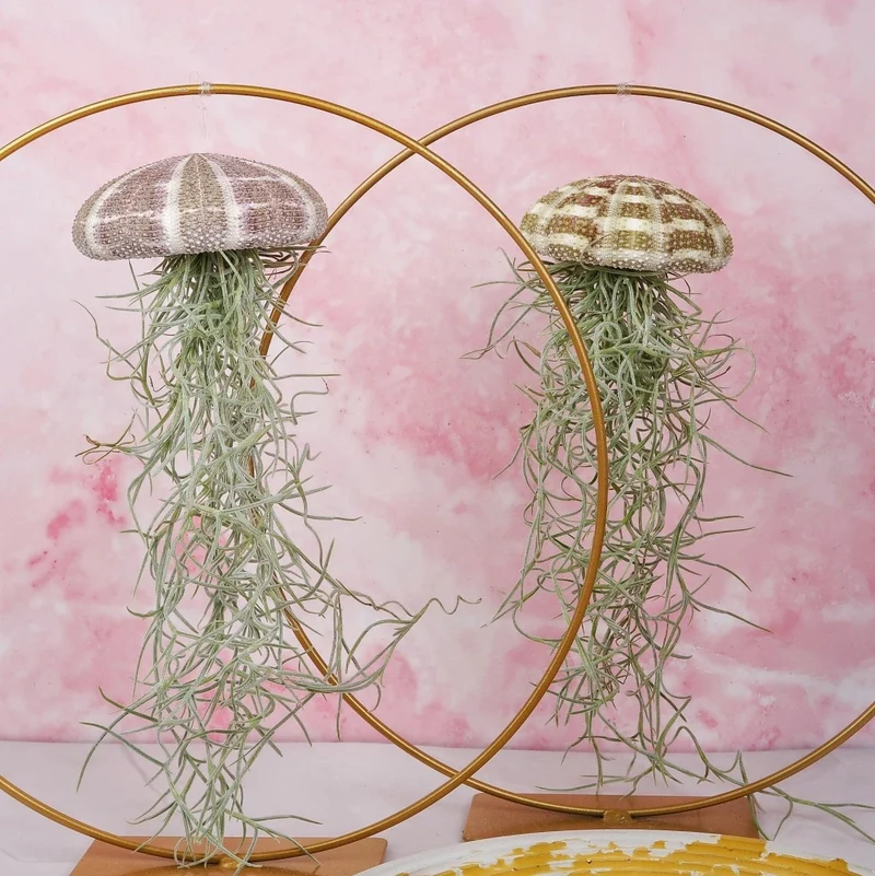 TILLANDSIA USNEOIDES - NATUR