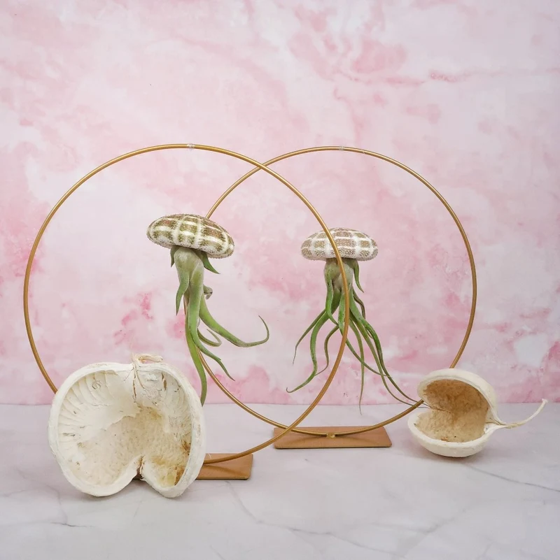 TILLANDSIA MEDUSAE - NATUR