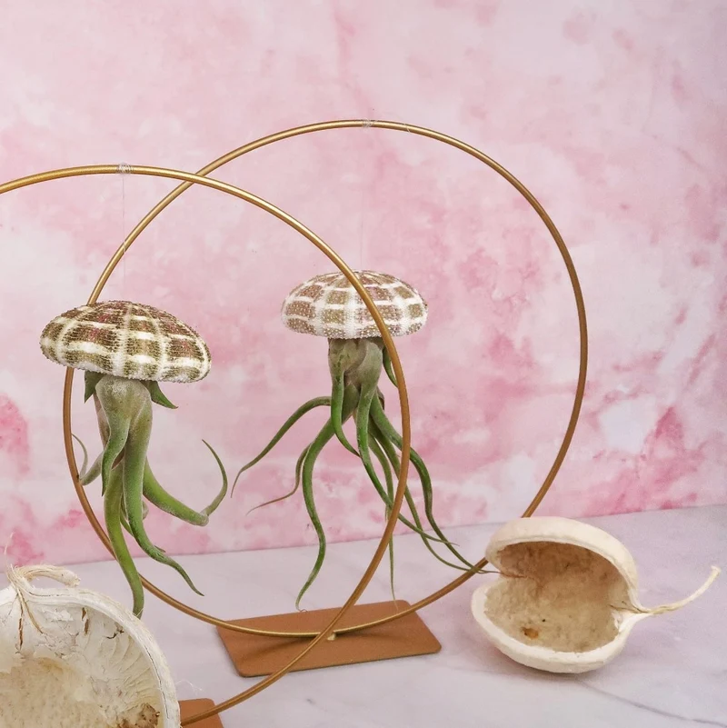TILLANDSIA MEDUSAE - NATUR