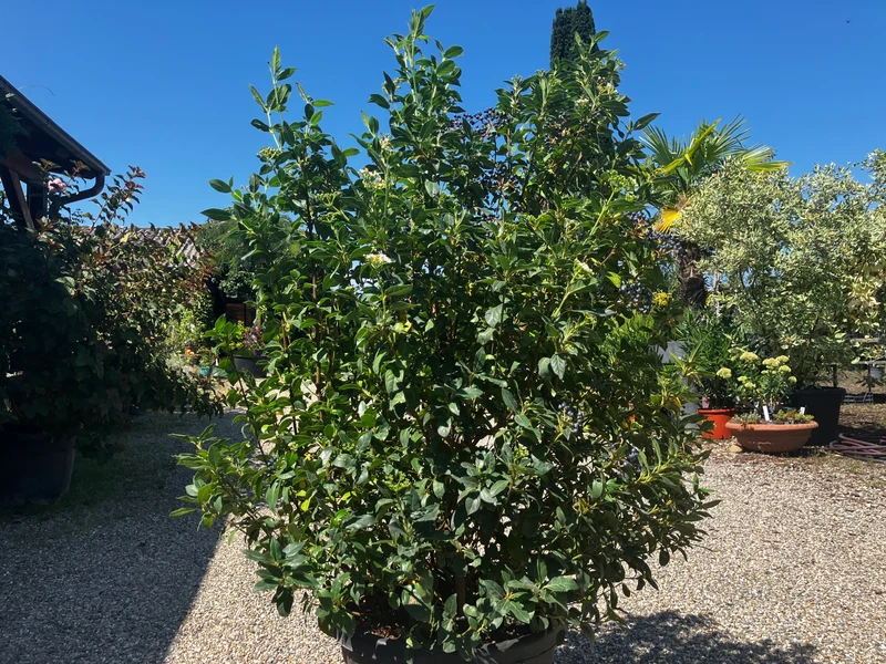 Lorbeer-Schneeball 'Eve Price' / Viburnum tinus 'Eve Price'