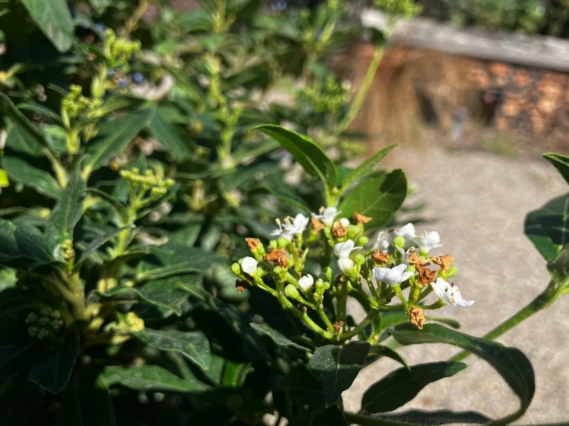 Lorbeer-Schneeball 'Eve Price' / Viburnum tinus 'Eve Price'