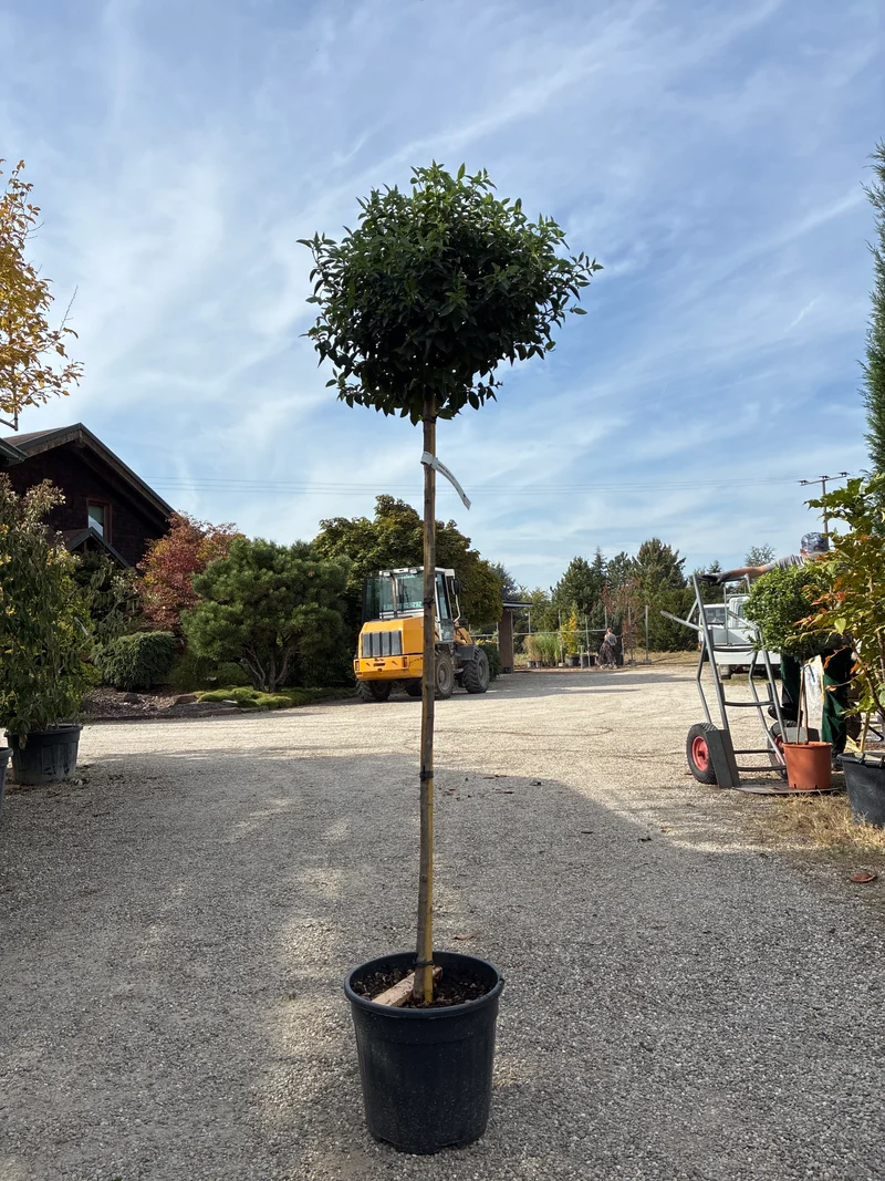 Lorbeer-Schneeball 'Eve Price' / Viburnum tinus 'Eve Price'