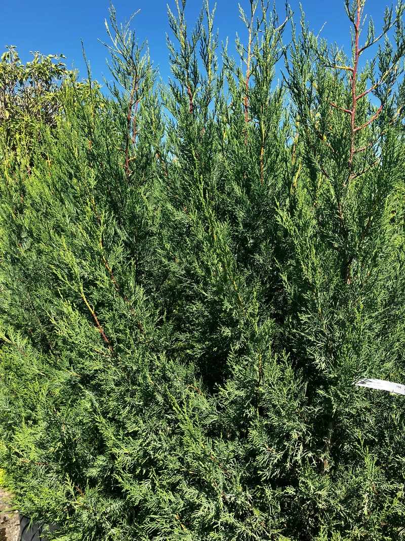 Leyland-Zypresse 'Typ 2001' / Cupressocyparis leylandii 'Typ 2001'