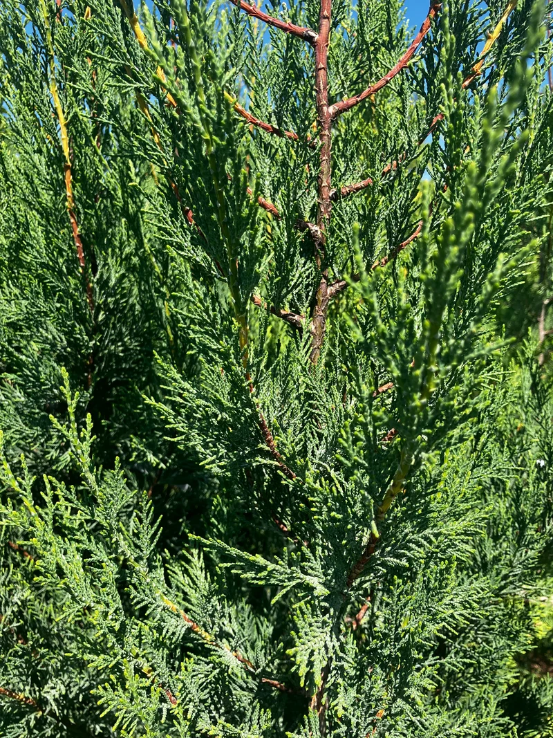 Leyland-Zypresse 'Typ 2001' / Cupressocyparis leylandii 'Typ 2001'