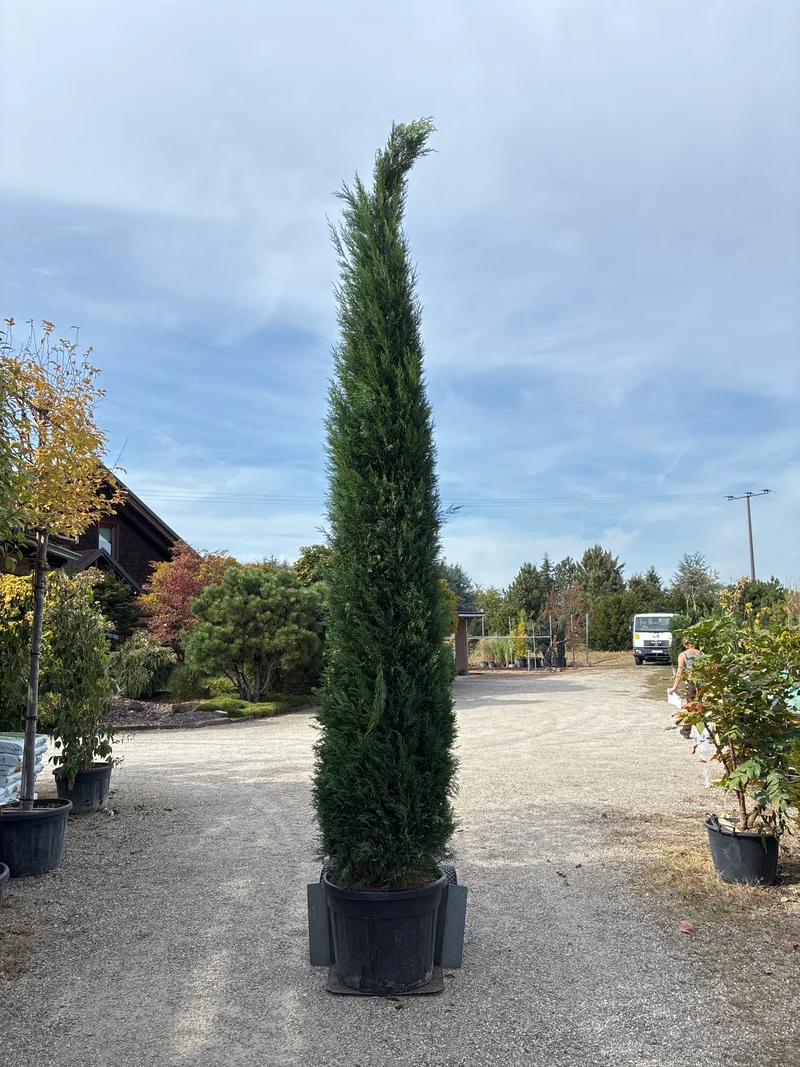 Leyland-Zypresse 'Typ 2001' / Cupressocyparis leylandii 'Typ 2001'