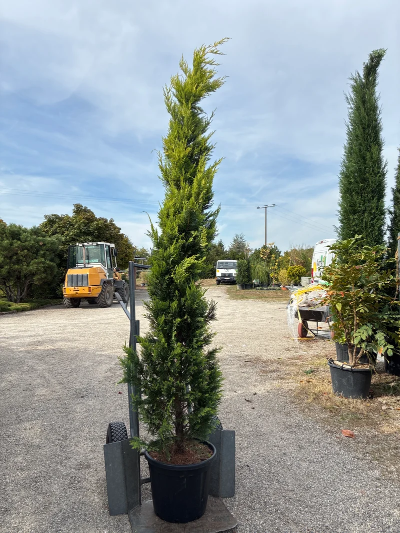 Leyland-Zypresse 'Gold Rider' / Cupressocyparis leylandii 'Gold Rider'
