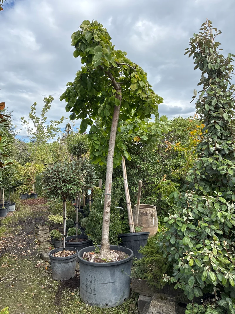Laubenulme 'Pendula' / Ulmus glabra 'Pendula'