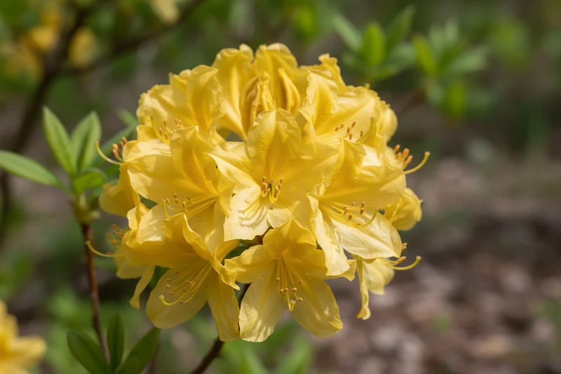 Laubabwerfende Azalee / Rhododendron luteum