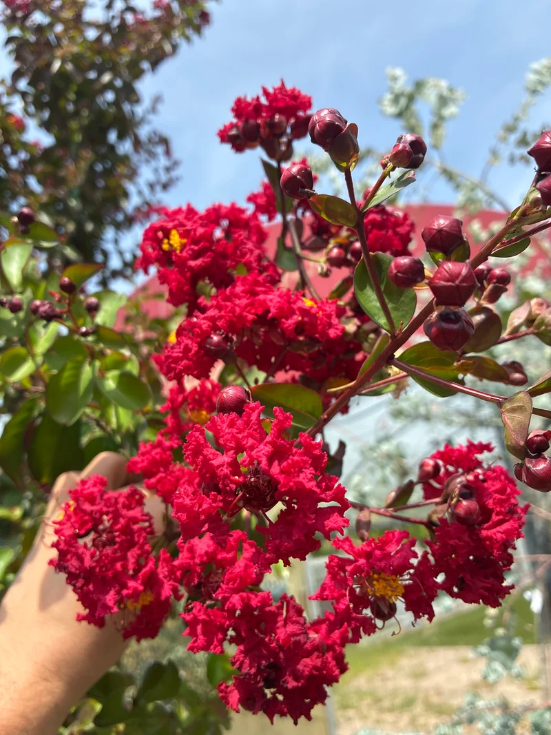 Lagerströmie 'Dynamite' / Lagerstroemia indica 'Dynamite'