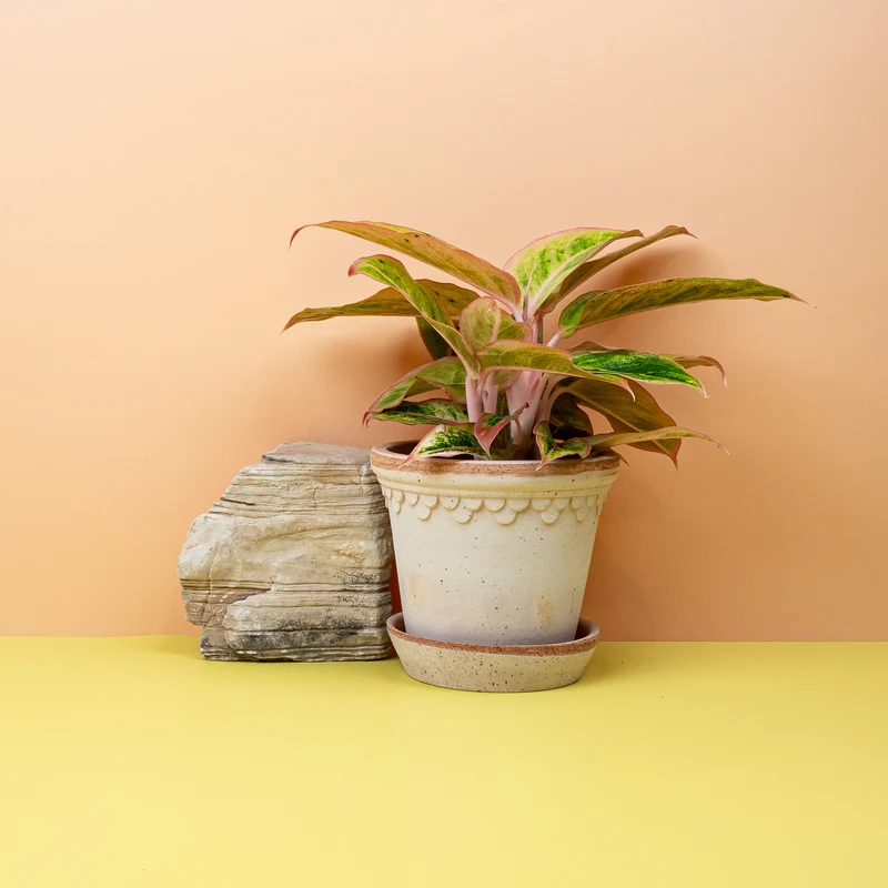 AGLAONEMA SALMON