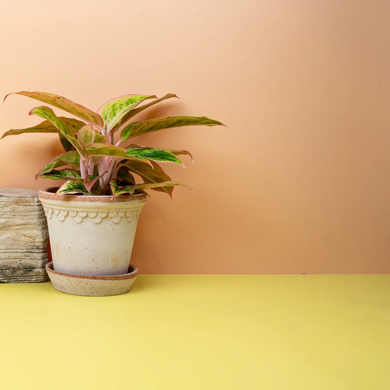 AGLAONEMA SALMON