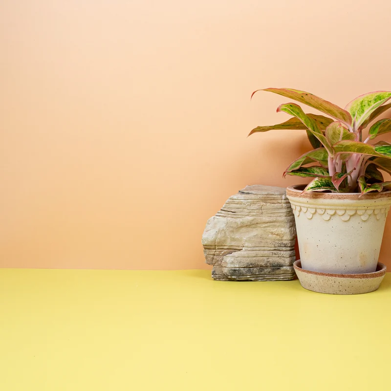 AGLAONEMA SALMON