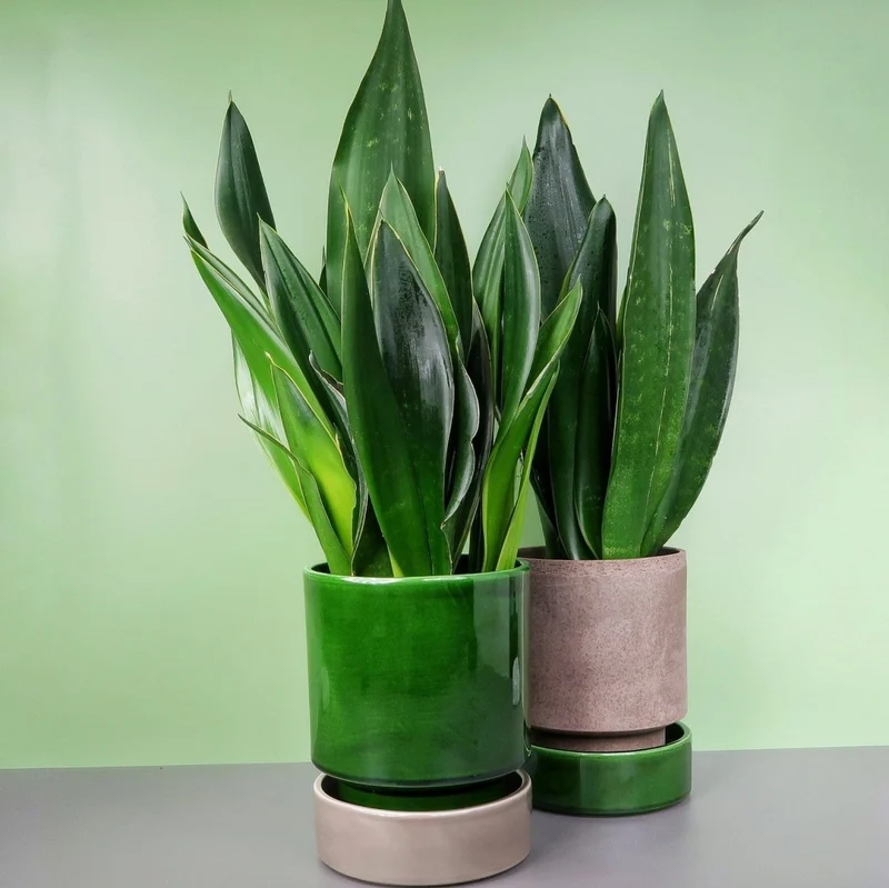 SANSEVIERIA BLACK DIAMOND