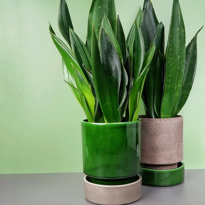 SANSEVIERIA BLACK DIAMOND