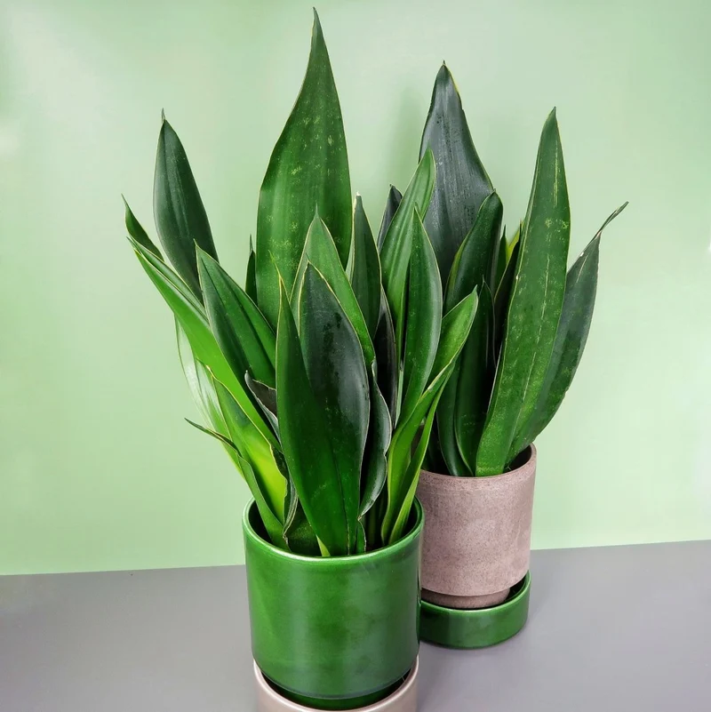 SANSEVIERIA BLACK DIAMOND
