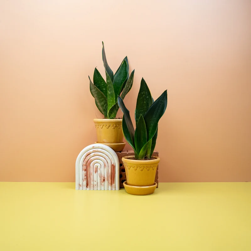 SANSEVIERIA BLACK DIAMOND