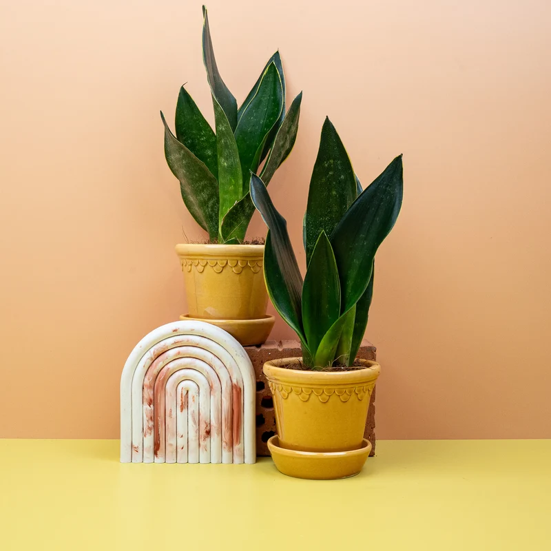 SANSEVIERIA BLACK DIAMOND
