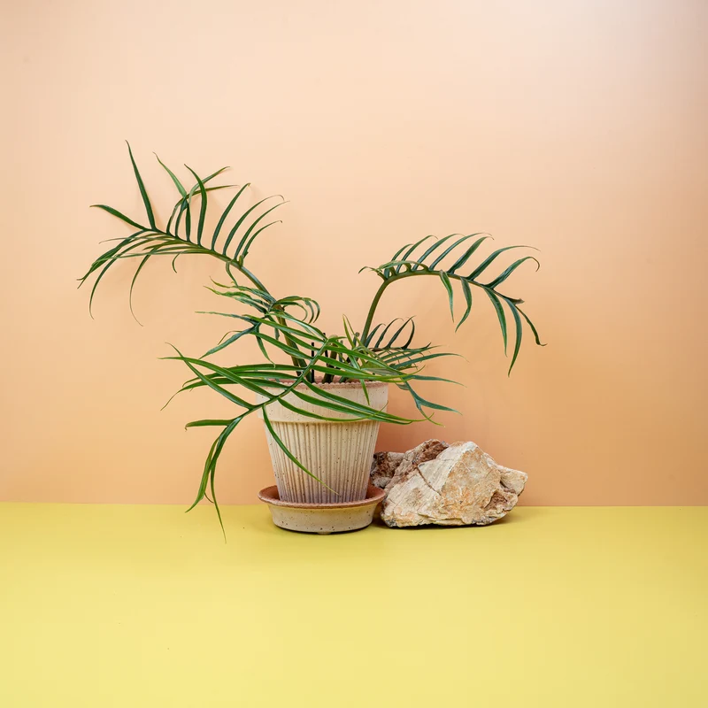 PHILODENDRON TORTUM