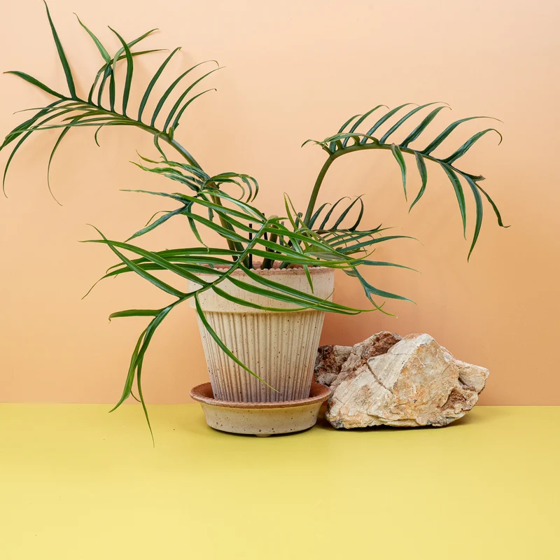 PHILODENDRON TORTUM
