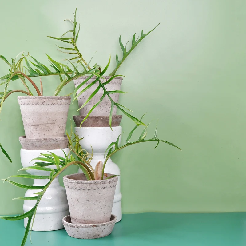 PHILODENDRON TORTUM