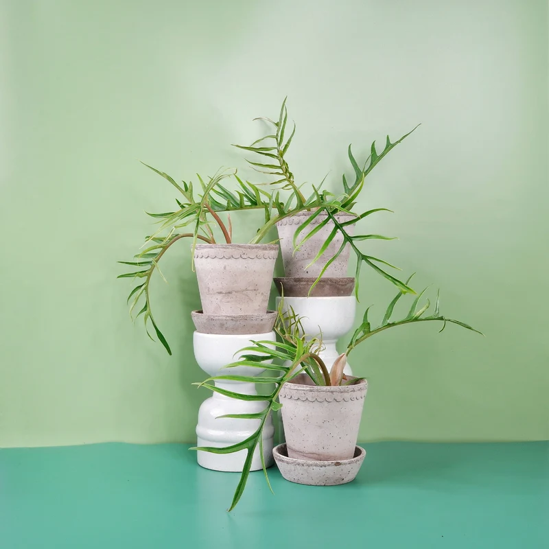 PHILODENDRON TORTUM