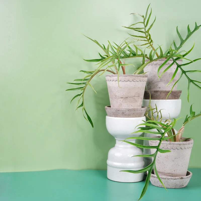 PHILODENDRON TORTUM