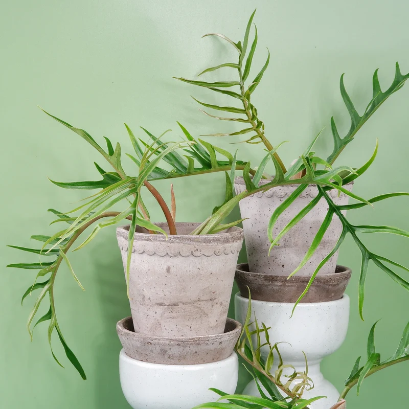 PHILODENDRON TORTUM
