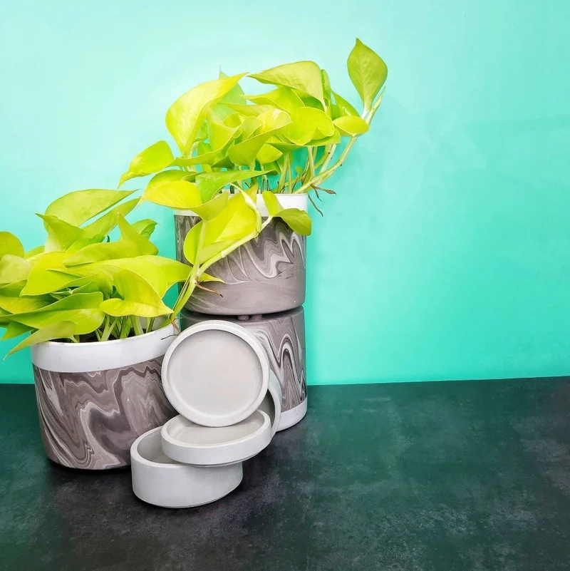 EPIPREMNUM GOLDEN POTHOS