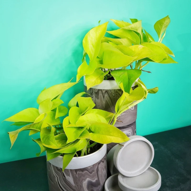 EPIPREMNUM GOLDEN POTHOS