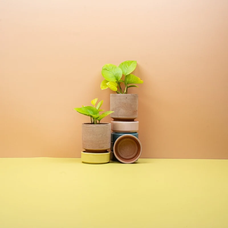 EPIPREMNUM GOLDEN POTHOS