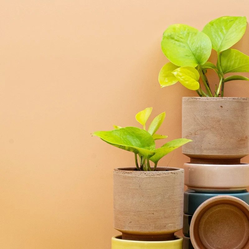 EPIPREMNUM GOLDEN POTHOS