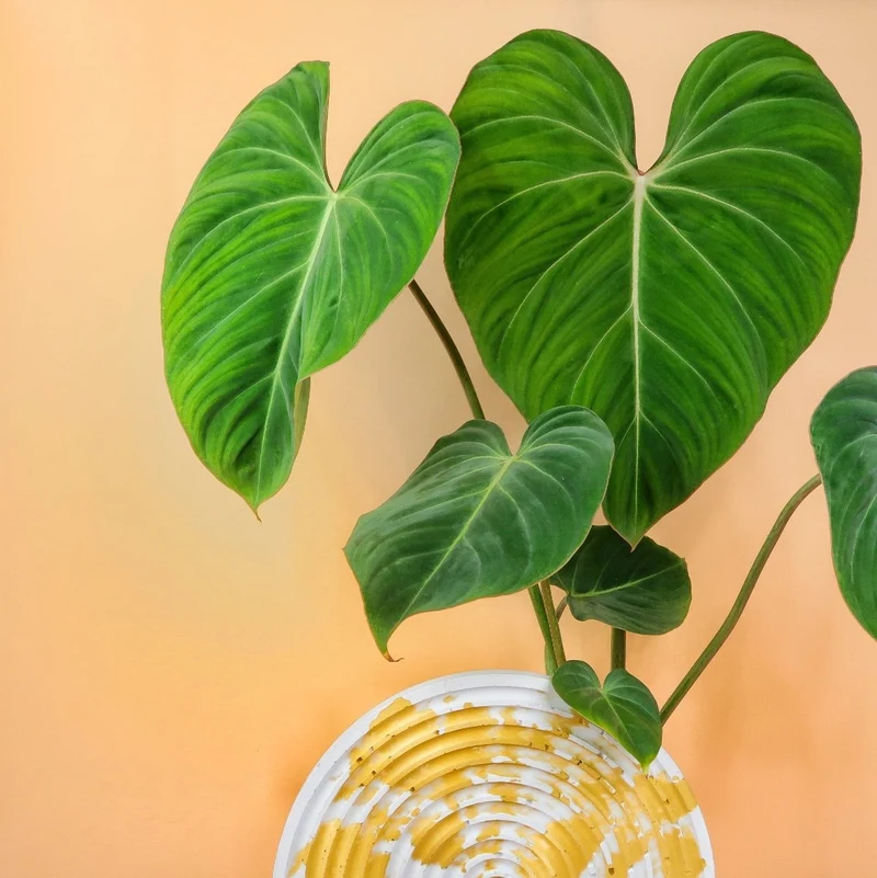 PHILODENDRON GLORIOSUM