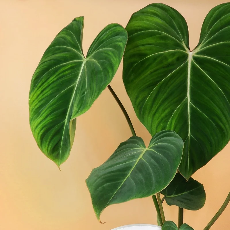 PHILODENDRON GLORIOSUM
